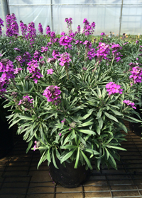Erysimum linifolium 'Bowle's Mauve'